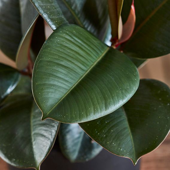 Ficus elastica 'Robusta'