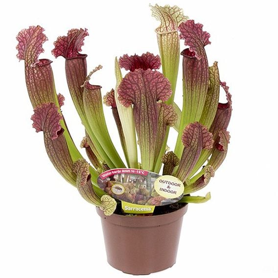 Sarracenia leucophylla