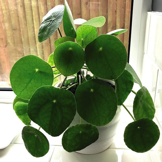 Chinese Money Plant