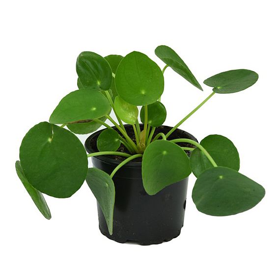 Chinese Money Plant