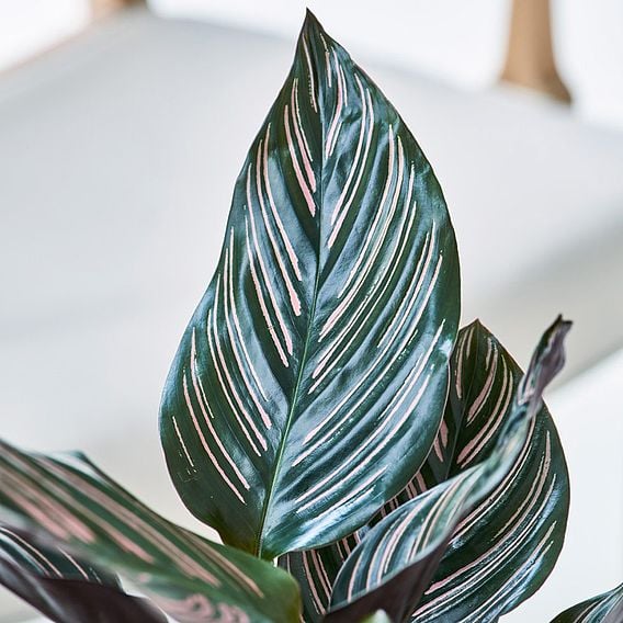 Calathea 'Sanderiana'