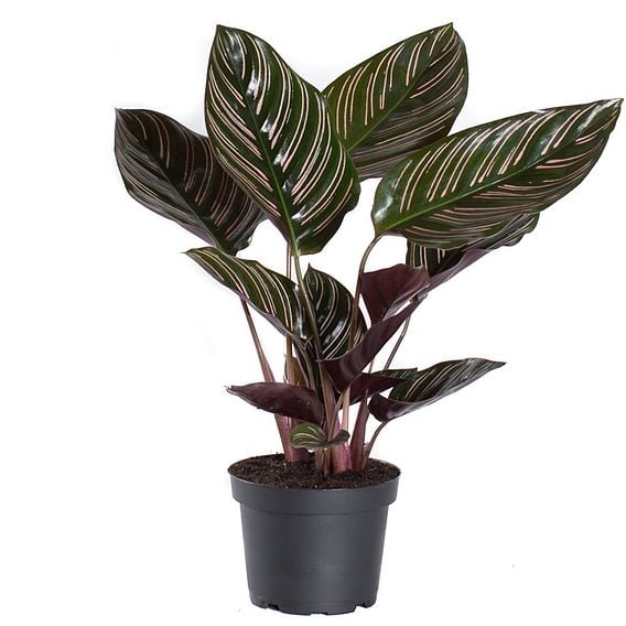 Calathea 'Sanderiana'