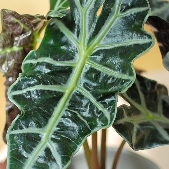 Alocasia x amazonica