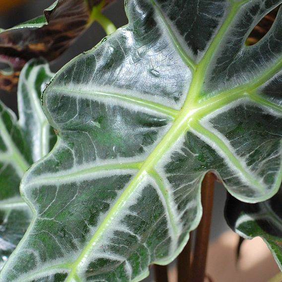 Alocasia x amazonica