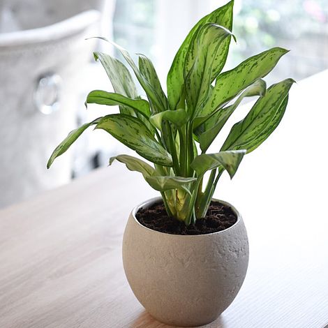 Aglaonema 'Christina'