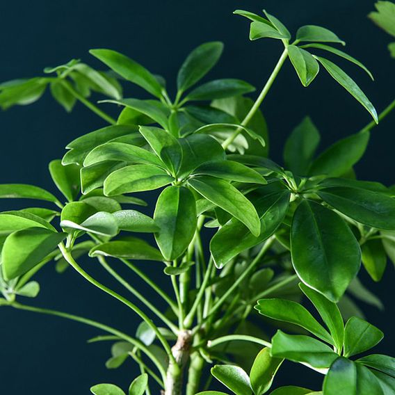 Schefflera Plant on Lava Rock in a Tray (Lova plant)