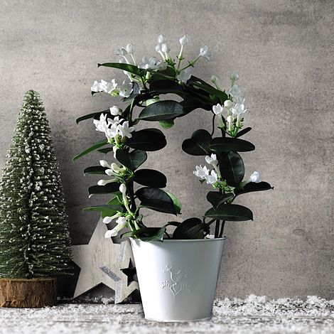 Stephanotis floribunda On A Hoop