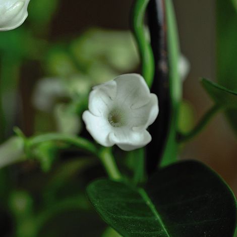 Stephanotis floribunda On A Hoop