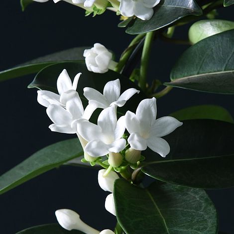 Stephanotis floribunda On A Hoop