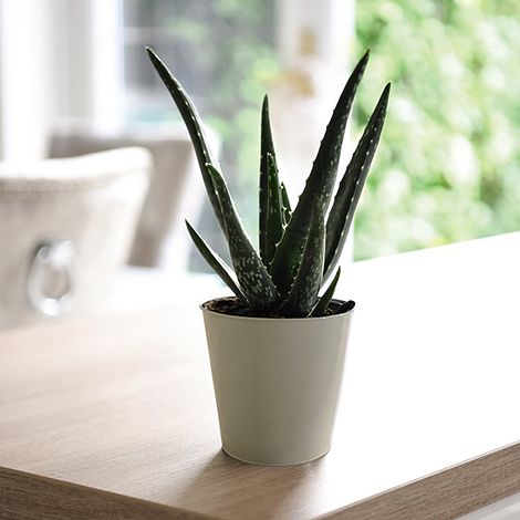 Aloe Vera