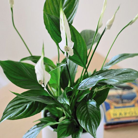 Peace Lily