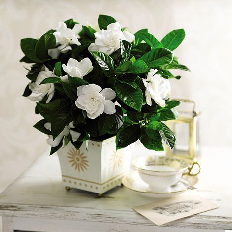 Gardenia 'Deluxe'