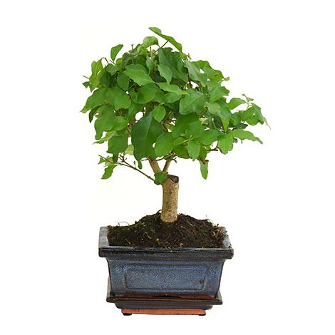 Bonsai Ligustrum