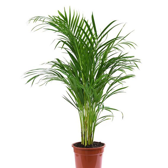 Areca Dypsis Palm Tree (Golden Cane Palm)