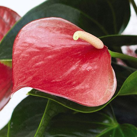 Anthurium andraeanum