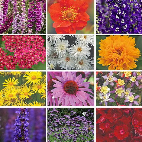 Best Value Perennial Collection 