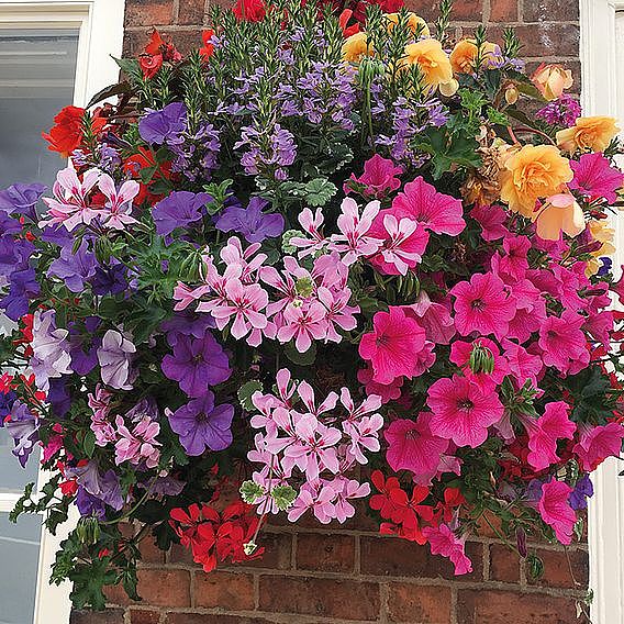 Pre-Planted Hanging Basket Mix