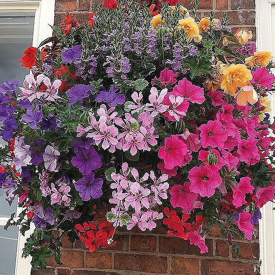 Nurseryman's Choice Hanging Basket Mixed Collection