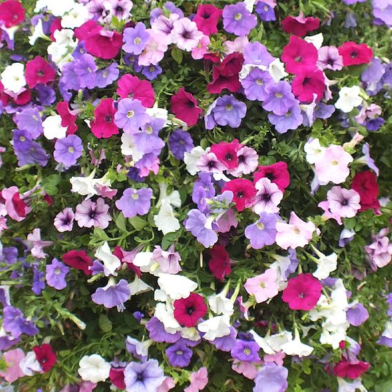 Petunia 'Surfinia' Collection