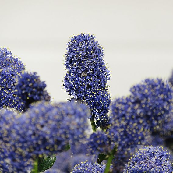 Ceanothus griseus var. horizontalis 'Yankee Point'