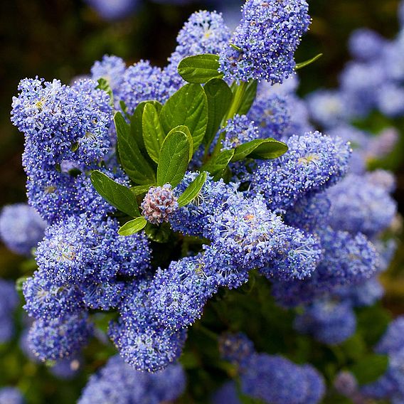 Ceanothus griseus var. horizontalis 'Yankee Point'