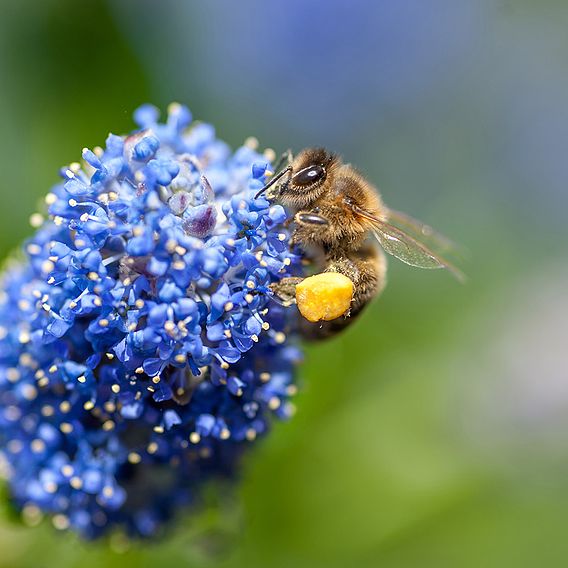 Ceanothus 'Concha'