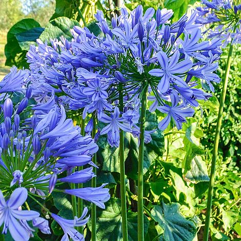 Agapanthus africanus