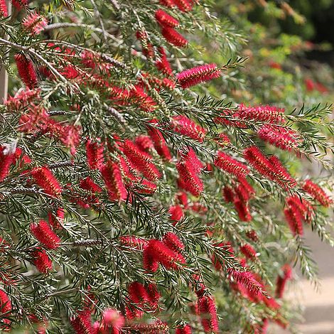 Callistemon linearis