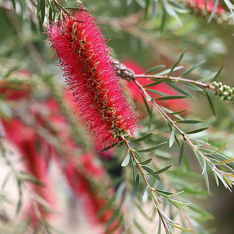 Callistemon linearis