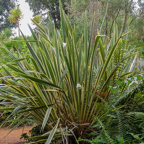Phormium tenax 'Variegatum'