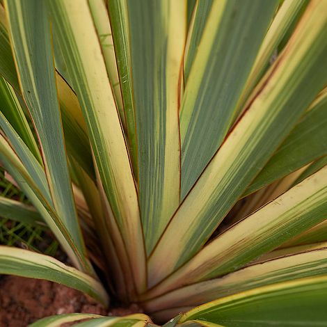 Phormium tenax 'Variegatum'