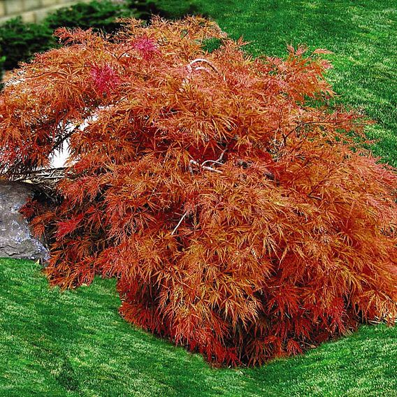 Acer palmatum var. dissectum 'Viridis'