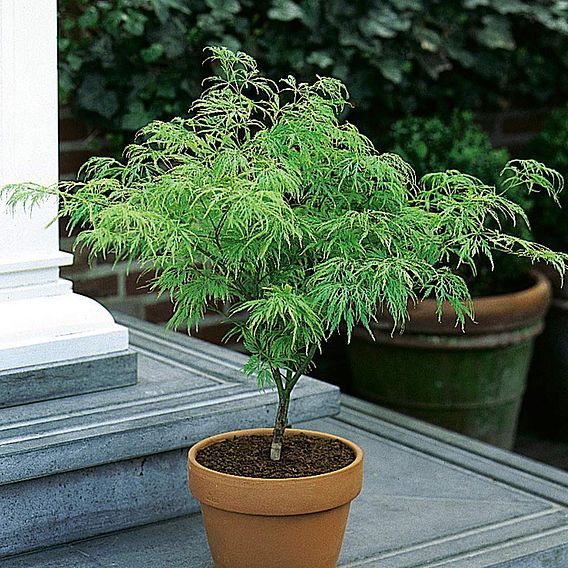 Acer palmatum var. dissectum 'Viridis'