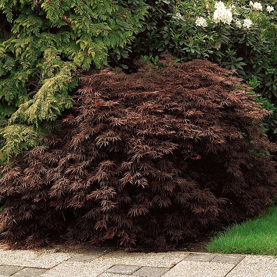 Acer palmatum var. dissectum 'Viridis'