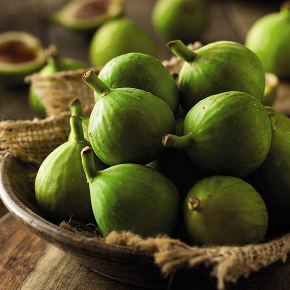 Green Fig