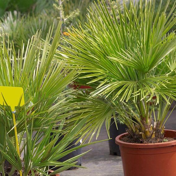 Chamaerops humilis 'Vulcano'