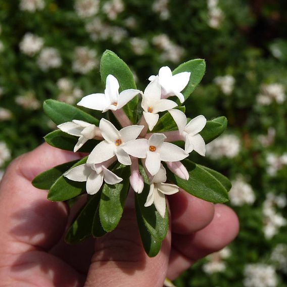 Daphne 'Eternal Fragrance'