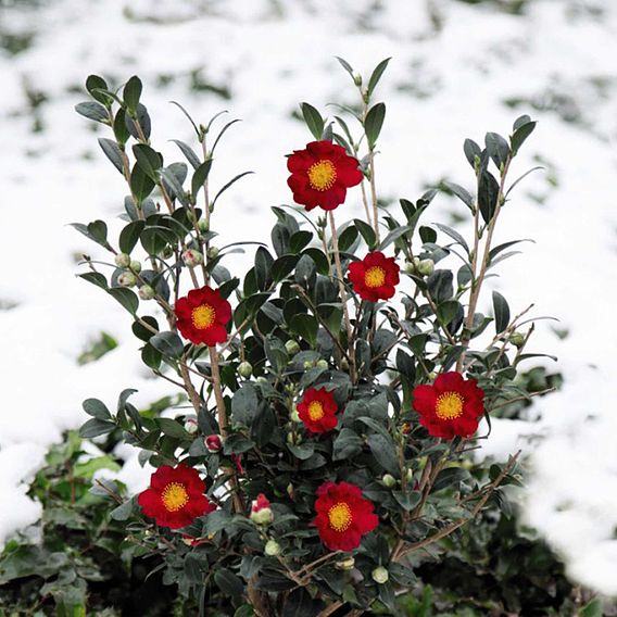 Camellia 'Yuletide'