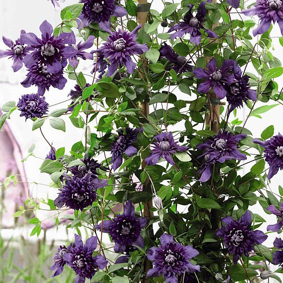 Clematis 'Kokonoe'