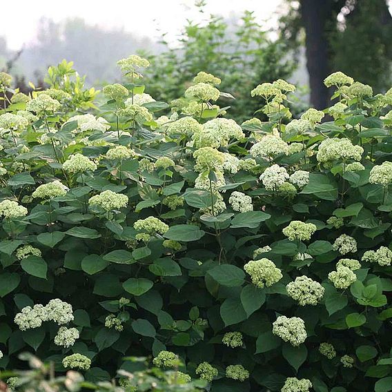 Hydrangea arborescens 'Lime Rickey'