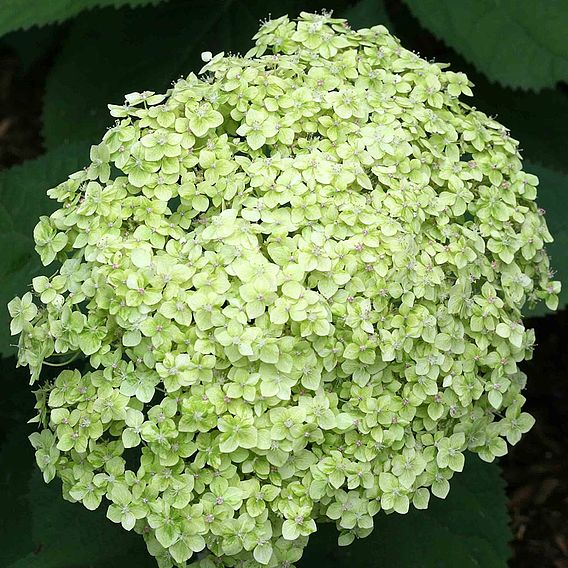 Hydrangea arborescens 'Lime Rickey'