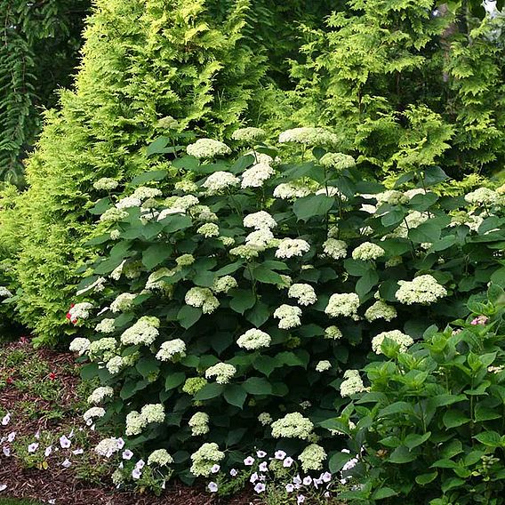 Hydrangea arborescens 'Lime Rickey'