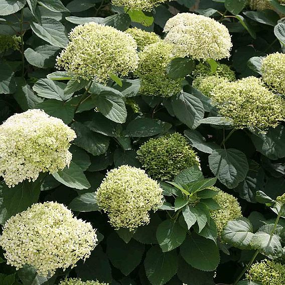 Hydrangea arborescens 'Lime Rickey'