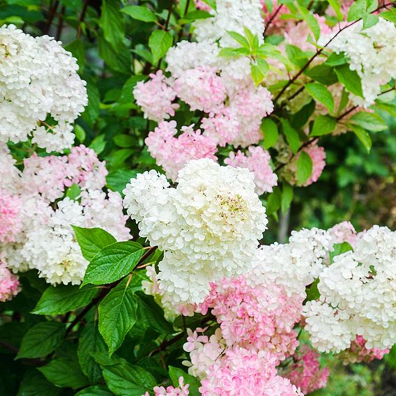 Hydrangea paniculata 'Fraise Melba'