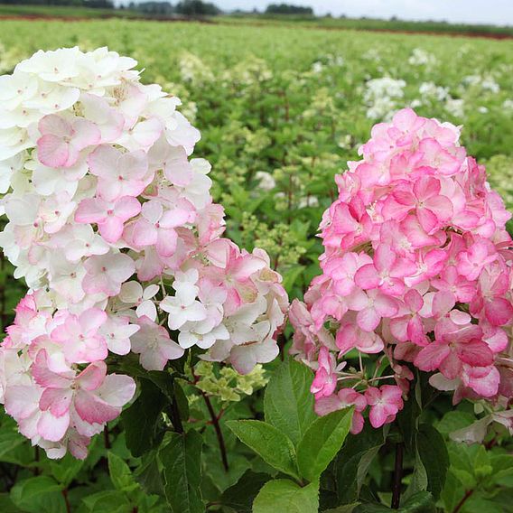 Hydrangea paniculata 'Fraise Melba'