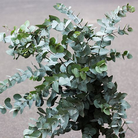 Eucalyptus gunnii (Standard)