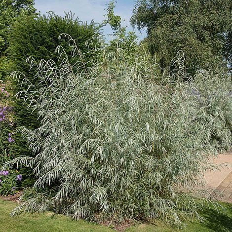 Salix exigua