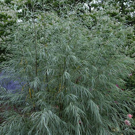 Salix exigua