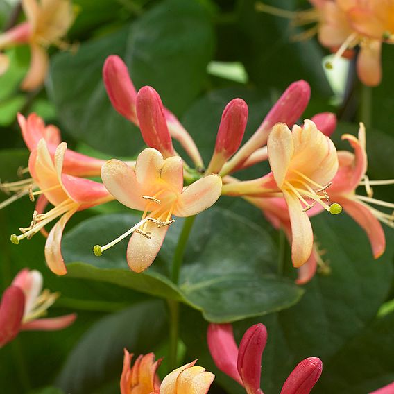 Honeysuckle 'Celestial'