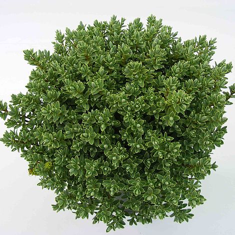 Hebe pinguifolia 'Pagei'